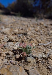 Townsendia scapigera