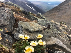 Ranunculus glacialis