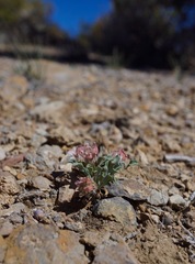 Townsendia scapigera