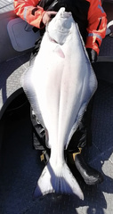 Hippoglossus hippoglossus