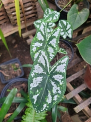 Caladium humboldtii