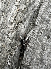 Herpyllinae
