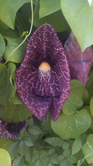 Aristolochia littoralis