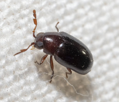 Calymmaderus nitidus