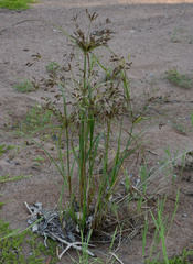 Cyperus macrostachyos
