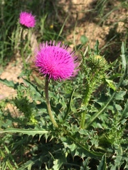 Carduus defloratus carlinifolius