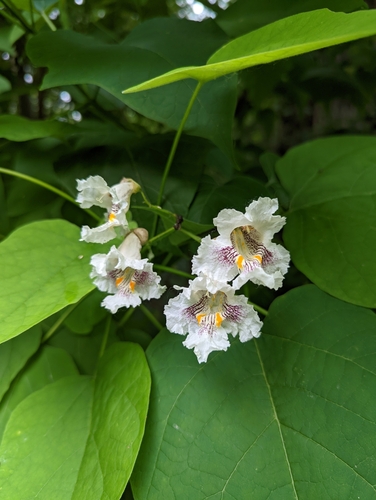 Catalpa speciosa
