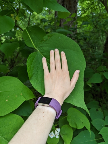 Catalpa speciosa