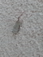 Chrysocrambus linetella