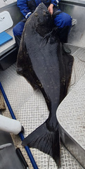 Hippoglossus hippoglossus