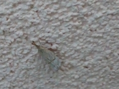 Chrysocrambus linetella