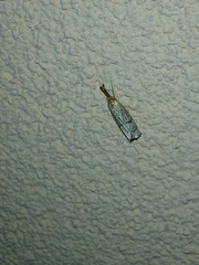 Chrysocrambus linetella