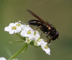 Cheilosia pagana