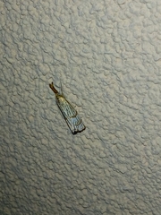 Chrysocrambus linetella