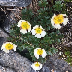 Ranunculus glacialis