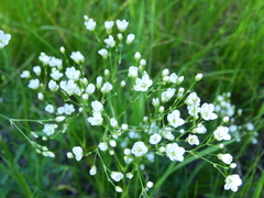 Eremogone longifolia