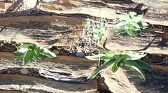 Chlorophytum crispum