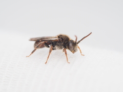 Nomada facilis