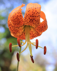 Lilium humboldtii humboldtii