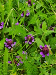 Prunella vulgaris