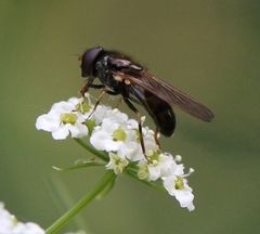 Cheilosia pagana