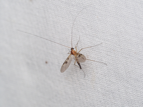Macrocera centralis