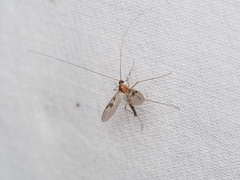 Macrocera centralis