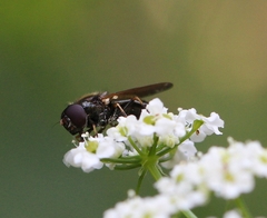 Cheilosia pagana