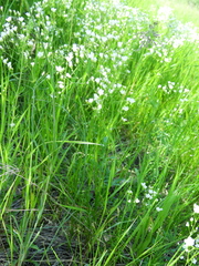 Eremogone longifolia