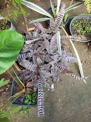 Cryptanthus zonatus