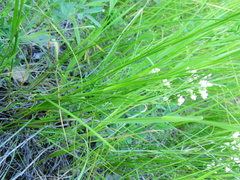 Eremogone longifolia