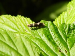 Alloclemensia mesospilella