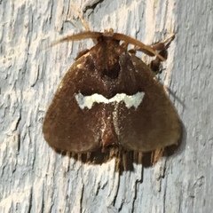 Monoleuca semifascia
