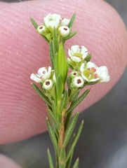 Diosma parvula