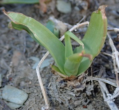 Bulbine latifolia