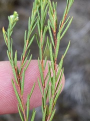 Diosma parvula