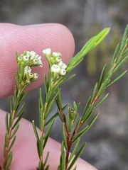 Diosma parvula