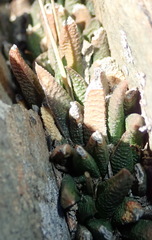 Haworthiopsis scabra