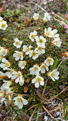 Diapensia