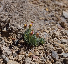Erigeron compactus