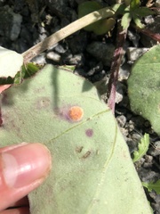 Puccinia poarum