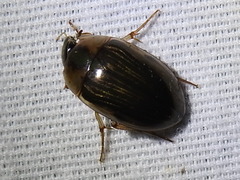 Tropisternus collaris