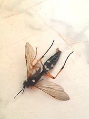 Diphyus quadripunctorius