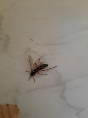 Diphyus quadripunctorius