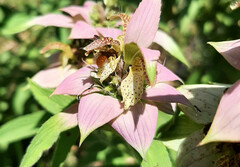 Protandrena abdominalis