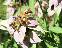 Protandrena abdominalis