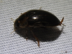 Tropisternus collaris