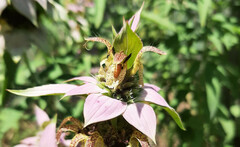 Protandrena abdominalis