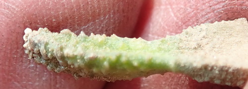 Image of Haworthiopsis scabra by (c) Nicola van Berkel, some rights reserved (CC BY-SA)