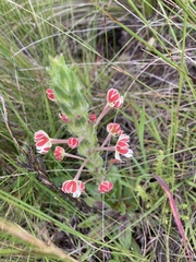 Zaluzianskya microsiphon